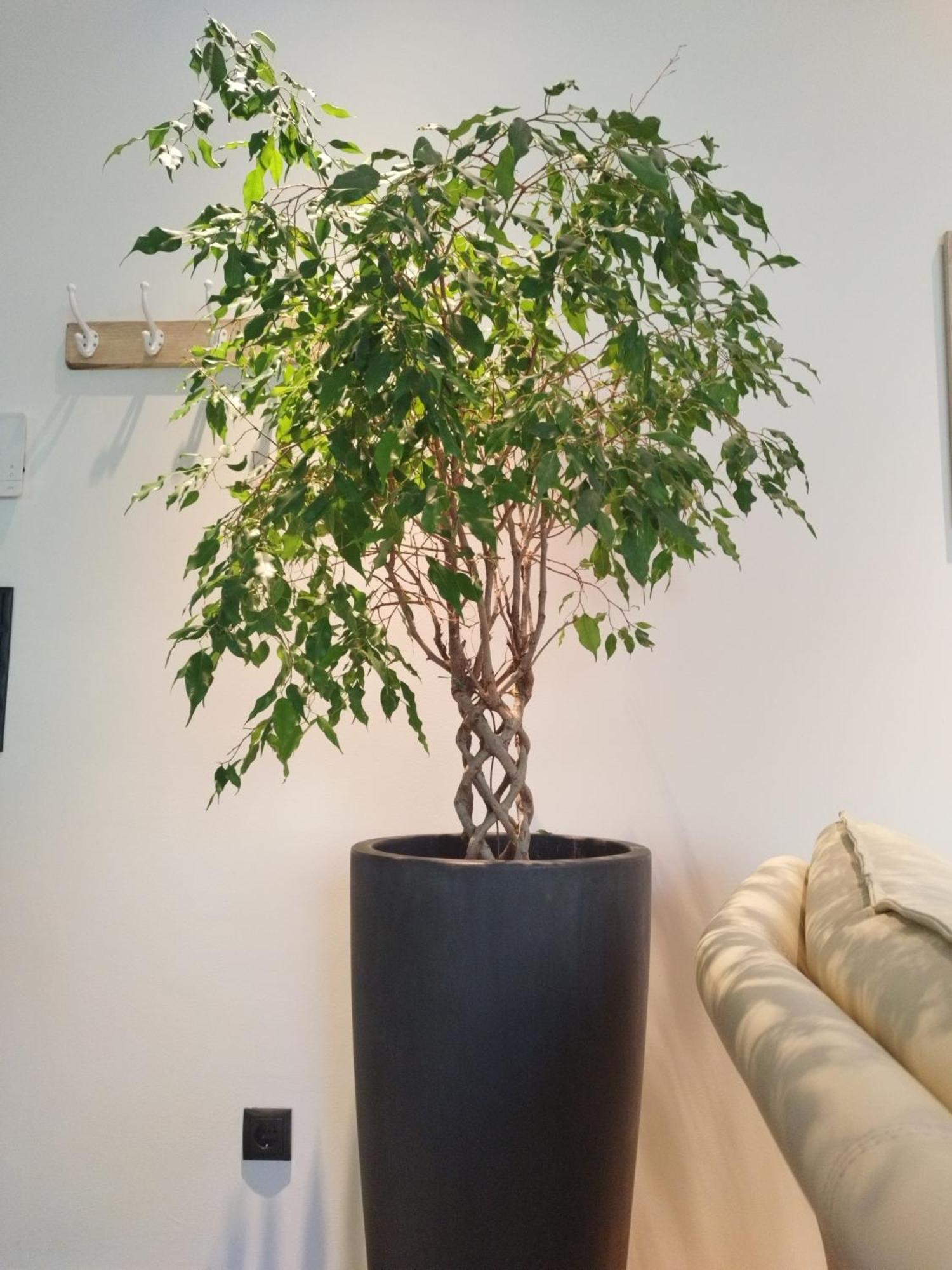 Appartement Waldzauber Medraz المظهر الخارجي الصورة